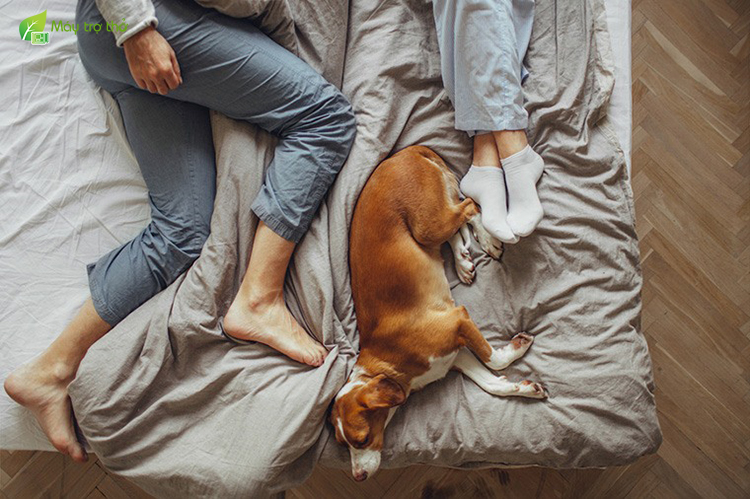 Bạn không nên cho thú cưng ngủ trong phòng để ngăn ngừa viêm mũi dị ứng